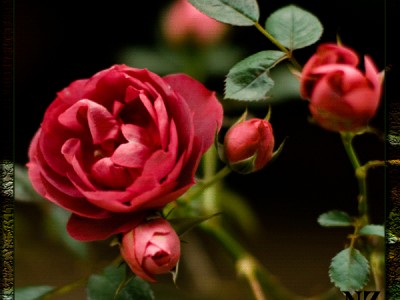 Диана Арбенина - Ты дарила мне розы