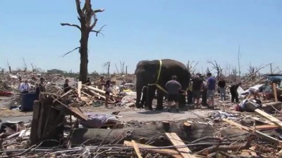 Слон помогает разгребать завалы после торнадо