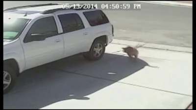 Кот атакует собаку, защищая ребёнка