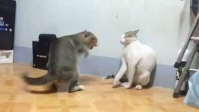 fighting cats