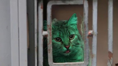 зеленый кот