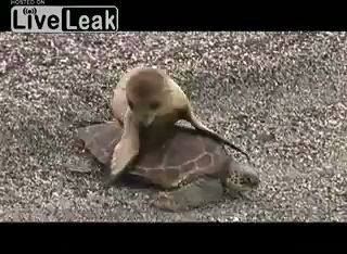 Оседлал черепаху