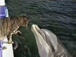 Дельфин и кошка