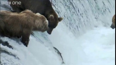 медведи ловят рыбу