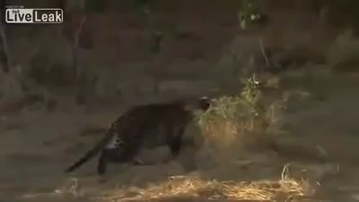 Leopard Kills Monkey and discovers baby! INCREDIBLE REACTION!