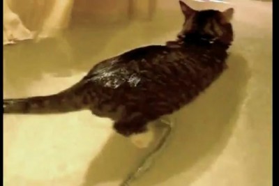 Кот плавает в ванной