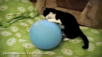 Кошка и шарик