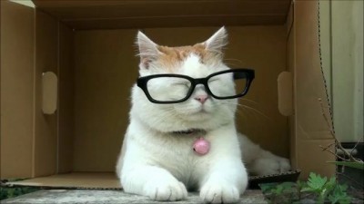 Интеллигентный кот
