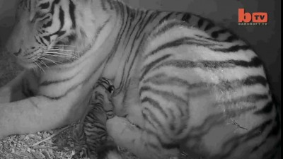 Как рождаются тигрята