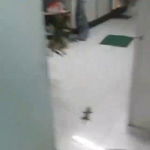 Кошка vs геккон