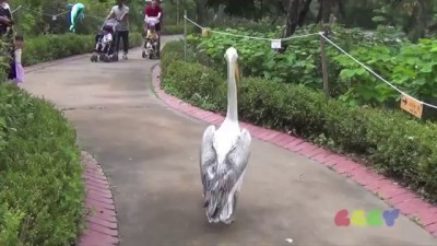 Раскафованый пеликан