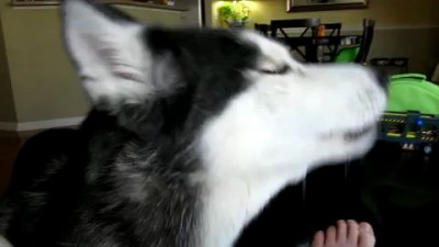Mishka says "Bye Bye" - Dog Talking 