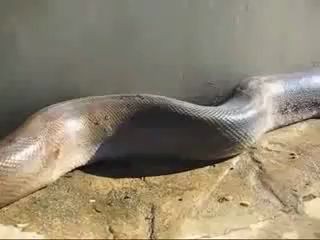 Самая большая в мире змея найдена метвой