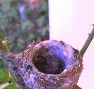 Кормление птенцов колибри
