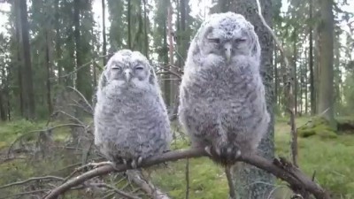 Два совенка на суку | Two Owls on a branch | Deux hiboux sur une branche