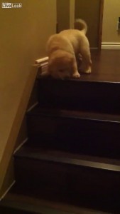 Пес учит щенка спускаться по лестнице