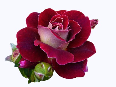 Роза красная с часами для рамочки