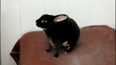 Орущий кролик - screaming bunny