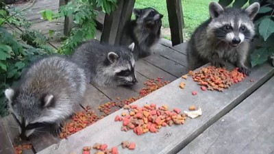 Five baby raccoons enjoy an afternoon snack