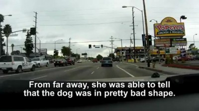 Blind Dog Living In A Trash Pile Gets Rescued