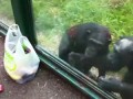 Умный шимпанзе хочет пить