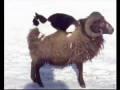 Cat on Sheep FUNNY