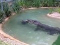 Австралийский крокодил Элвис
