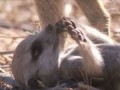 Magic meerkat moments - Planet Earth Live - BBC One