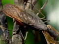 Female praying mantis eats male after mating