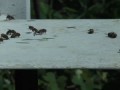 пчелы выгоняют трутня жестко когда взяток липы оборвался