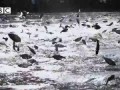 Thousands of fish leap out of water at same time!