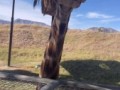 Масайский жираф в заповеднике дикой природы