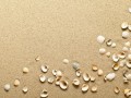 Beach_Sand_and_Shells_Background