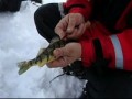 HOW TO CLEAN A PERCH IN 10 SECONDS!!!!! INCREDIBLE VIDEO!!!!