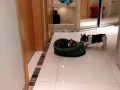 French Bulldog Puppy Gets His Bed Back (Pixel's Revenge)
