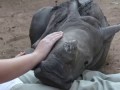 Baby Rhino Gertjie Chilling