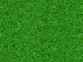 texture-grass-56526-xxl