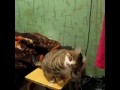 Кот обучает, как его надо гладить