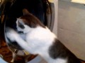Котик и стиральная машина