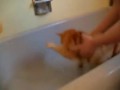 Кот кричит НЕТ перед купанием