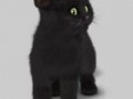 black cat standing