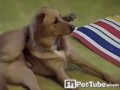 Собака и йога