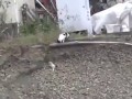 Кот спасатель