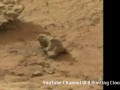 Amazing Iguana On Mars Photographed by Rover!