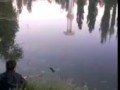 Карп на озере в Гагаринском парке г. Симферополь