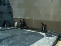 Пингвины гоняются за "зайцем"
