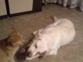 Уроки самбо от кота/cat trains Labrador/空手道课，教猫