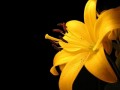 clock yellow flower00010