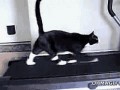 cat-running