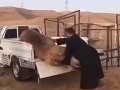 Погрузка верблюда